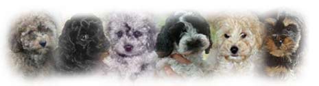 cockapoo puppies