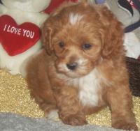 cockapoo puppies for sale in ohio cockapoo puppy details for a cockapoo puppy for sale cockapoo puppies for sale in ohio cockapoo puppy details for a cockapoo puppy for sale